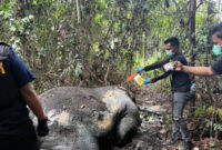 Polisi Riau Buru Pelaku Pembunuhan Gajah Sumatera yang Tewas Mengenaskan