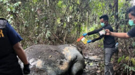 Polisi Riau Buru Pelaku Pembunuhan Gajah Sumatera yang Tewas Mengenaskan