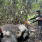 Polisi Riau Buru Pelaku Pembunuhan Gajah Sumatera yang Tewas Mengenaskan