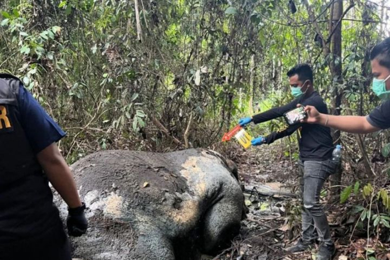 Polisi Riau Buru Pelaku Pembunuhan Gajah Sumatera yang Tewas Mengenaskan