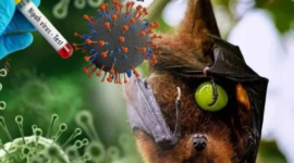 Waspada Virus Nipah