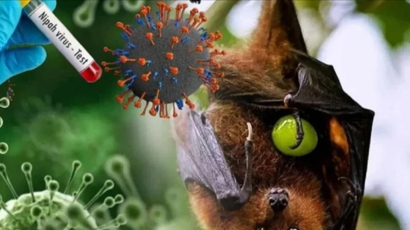 Waspada Virus Nipah