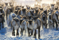 Balap Rusa Kutub di Finlandia
