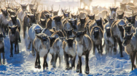 Balap Rusa Kutub di Finlandia