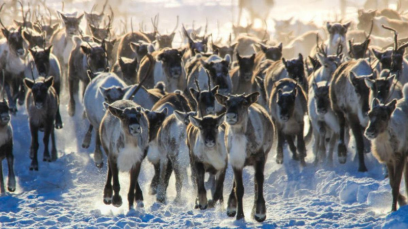 Balap Rusa Kutub di Finlandia