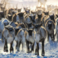 Balap Rusa Kutub di Finlandia