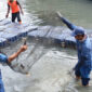 Jaktim Siapkan Sidak untuk Cegah Ikan Sapu-Sapu Masuk Rantai Konsumsi