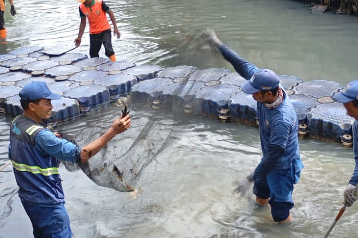 Jaktim Siapkan Sidak untuk Cegah Ikan Sapu-Sapu Masuk Rantai Konsumsi
